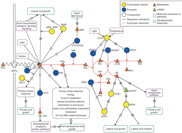 FIGURE 2 | Regulatory networks for N responses in Arabidopsis. Nitrate and other N sources produced by nitrate reduction by the nitrate assimilatory pathway are able to act as signals that regulate molecular processes and pathways (purple rounded rectangle