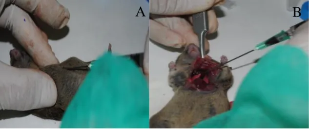 Figura 13. Imagen de extracción sanguinea a través de una punción cardiaca directamente sobre ventriculo  izquierdo (A) o mediante toracotomía (B)