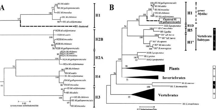 Figure  5.  Phylogenetic  relationships  among  histone  genes.  A  Phylogeny  reconstructed  from  complete  histone  nucleotide  coding  regions  in  the  genus  Mytilus  discriminating  between  the  five  major  eukaryotic  histone  classes,  marked  b