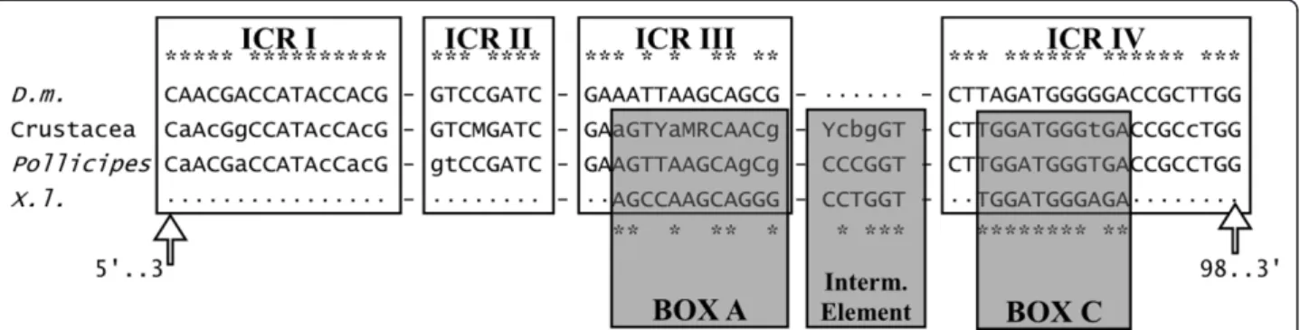 Figure 3 Schematic comparison of the control elements involved in the transcription of the 5S rDNA