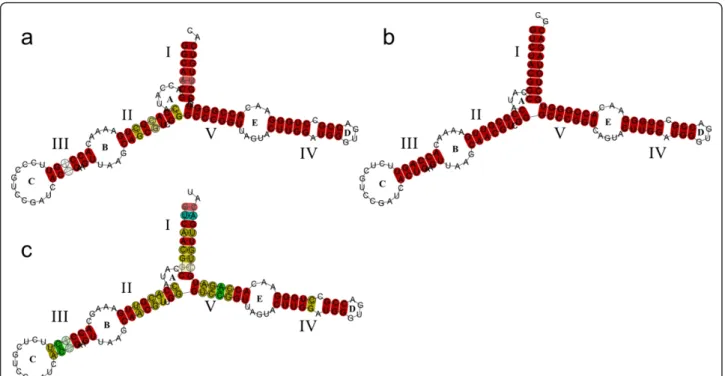 Figure 4 Predicted consensus secondary structures of the 5S rRNA. Helices are named with roman numbers, and loops with letters, following Barciszenwska et al., (2000)