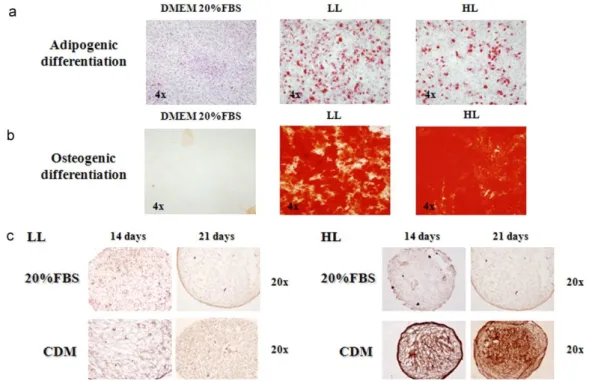 Fig.  4. Staining  of  low  level  (LL)  differentiated  cells  (CD29  expression  lower  than  90%)  and  high  level  (HL)  differentiated  cells  (CD29  expression  exceeding  90%)