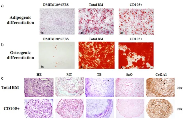 Fig. 2. Staining techniques for non-selected (total-BM) and selected (CD105+) differentiated cells