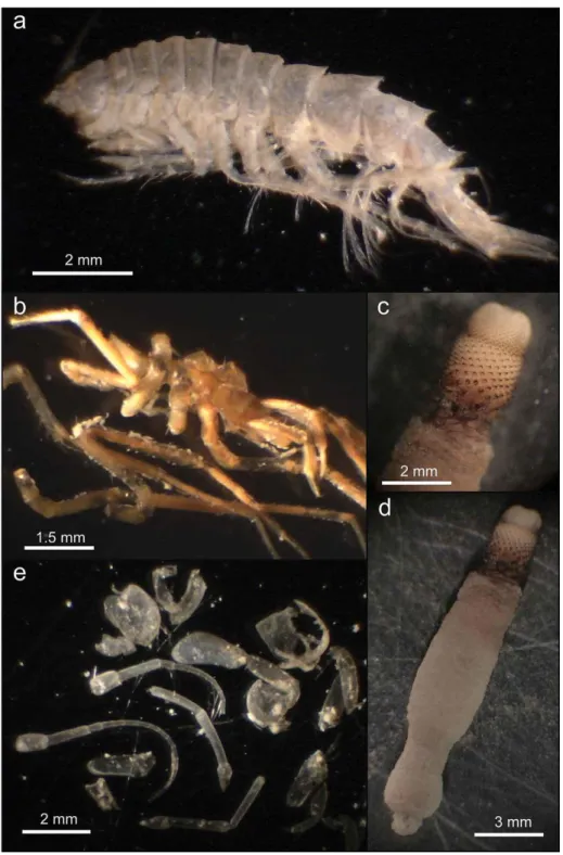 Figure 9. Identified preys in the stomach of Laetmonice producta producta: (a) the amphipod Lepechinella cetrata  (st