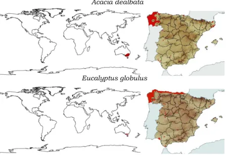 Fig. 5. Native range (left) and distribution in Spain (right) of Acacia 