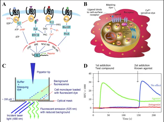 Figure 1. A. Receptor binding and G-protein-dependent assays. Schematic representation of receptor  binding  and  major pathways  activated  by  different  G  proteins
