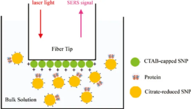 Figure 13 Scheme of the “sandwich” proposed by the authors for SERS sensing of proteins with a MMF (SERS: surface-enhanced Raman spectroscopy; CTAB: cetyltrimethylammonium bromide; SNP: silver nanoparticle)