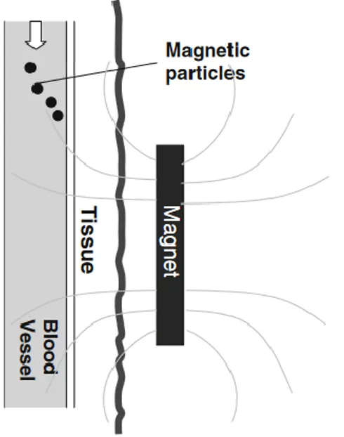 Figura 3.1.  Movimiento dirigido de partículas magnéticas por campo magnético externo [46]