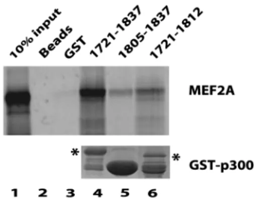Figure 1. In vitro binding assay of the interaction between the p300 TAZ2 domain and MEF2A