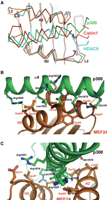 Figure 3. Protein–protein interactions at Interface I. (A) Structural comparison of Interface I (p300 in green and MEF2 in gold) with the Cabin1:MEF2:DNA complex (red) and the HDAC9:MEF2:DNA complex (cyan)