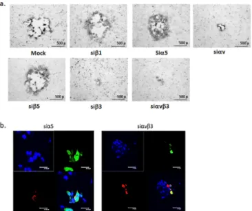 FIG 9 Integrin ␣v␤3 is important for cell-to-cell spread. (a) CaSki cells were transfected with the indicated siRNA and 72 h later were infected with  HSV-2(G)