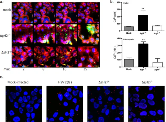 FIG 6 Integrin ␣v␤3-gH interactions trigger release of cytosolic Ca 2⫹ . (a) CaSki cells were loaded with Calcium Green and synchronously infected with