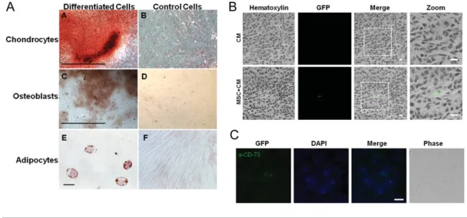Figure 1 MSC characterization (A), MSC dye tracking in vivo (B), and CD73 + MSC in the kidney (C)