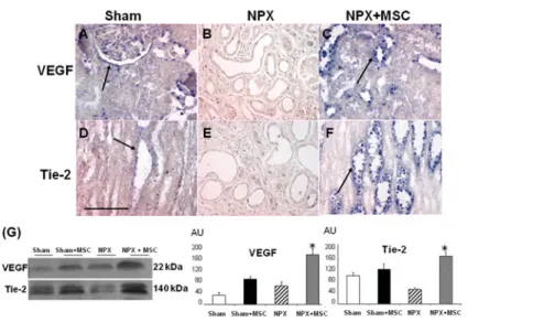 Figure 4 Immunolocalization and expression of endothelial cell markers during MSC-induced recovery in CKD