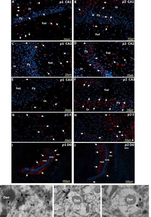 Fig. 3. GABA␳ immunolocalization. (A and B) Distribution in pyramidal layer (Py), stratum radiatum (Rad) and oriens layer (Or) in CA1