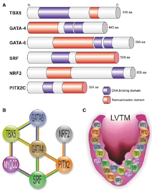 Fig. 1.  Schematic  overview  of  cardiac-enriched  transcription  factors  governing  diastolic  function