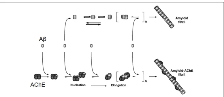 FIGURE 2 | AChE acts on the A β aggregation and then in the formation of amyloid fibrils