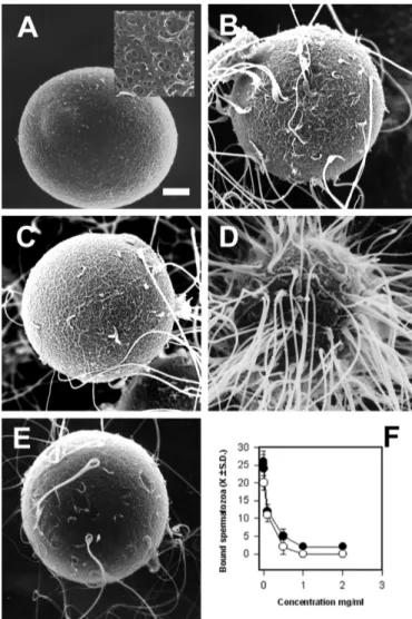 Figure 1: Scanning electron microscopy of hamster in vitro  fertilization.  (A) Control showing capacitated hamster sperm  on the surface of the zona pellucida