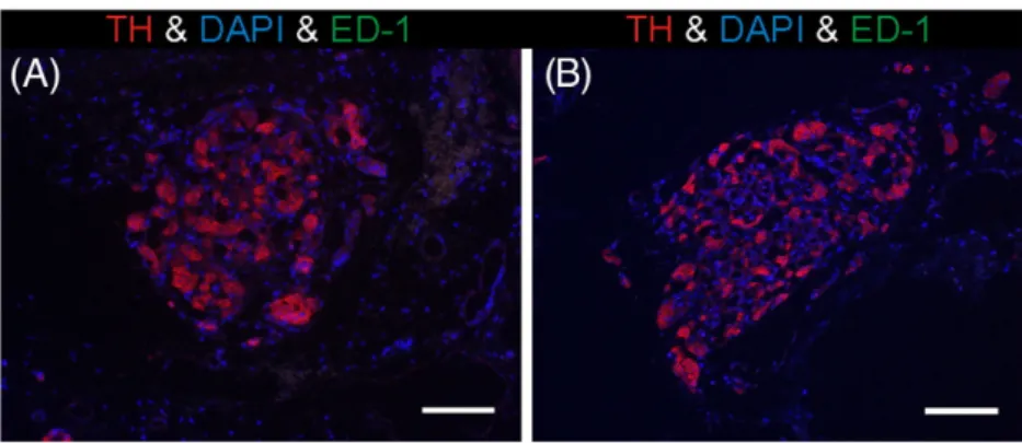 Fig. 3 shows the effects of CIH on ET-1, eNOS and iNOS immunoreactivity in the CB tissue from rats exposed to 7, 14 and 21 days of CIH