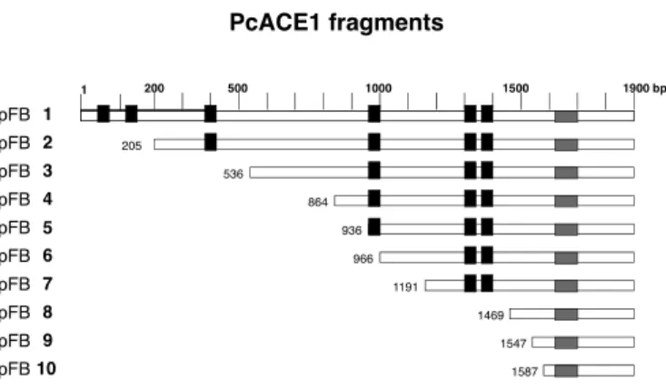 Figure 1 shows a schematic representation of the 10 different  PcACE1 fragments obtained