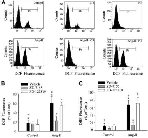 Fig. 2. Reactive oxygen species (ROS) are induced by angiotensin-II via the AT-1 receptor in skeletal muscle cells