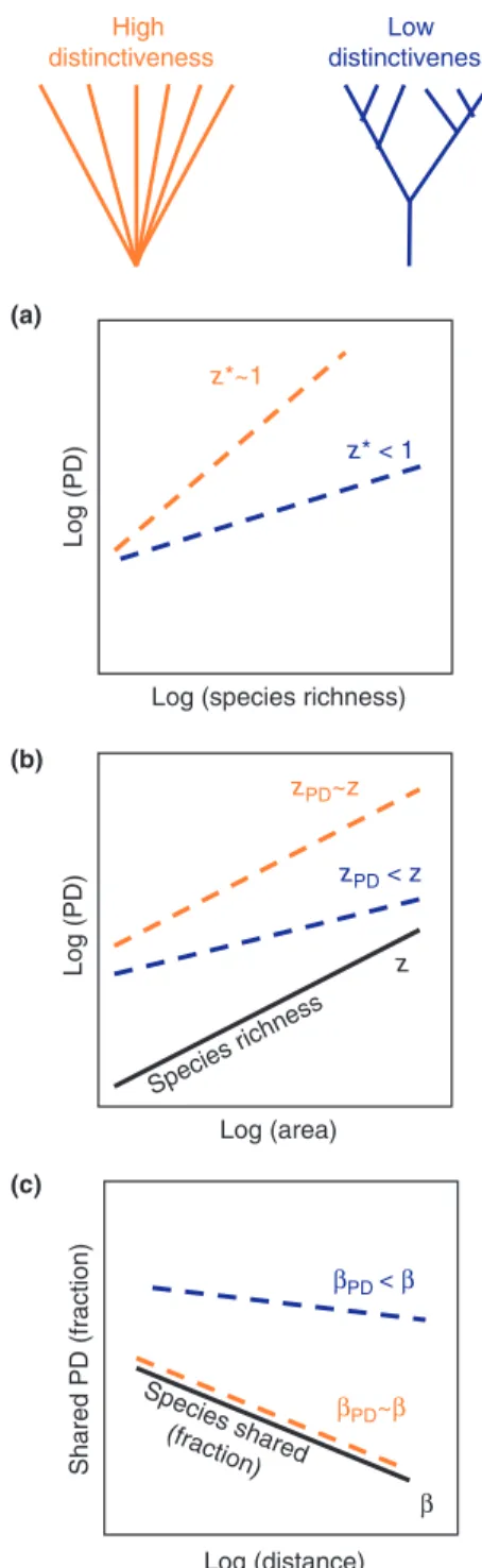 Figure 1 Conceptual figure illustrating, under the random community assembly model, the expected effect of phylogenetic tree shape on the relationship between (a) phylogenetic diversity (PD) and species richness, (b) PD and habitat area and (c) phylogeneti