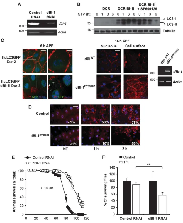 Figure 6 BI-1 controls autophagy activation in vivo in Drosophila melanogaster. (A) The expression of dBI-1 was knocked down in Drosophila melanogaster