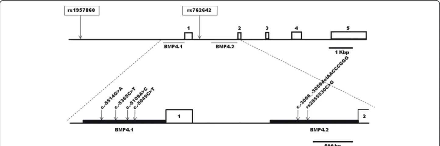 Figure 1 Basic structure of human BMP4 gene and their two promoters. Exons (boxes) are indicated by numbers 1 to 5