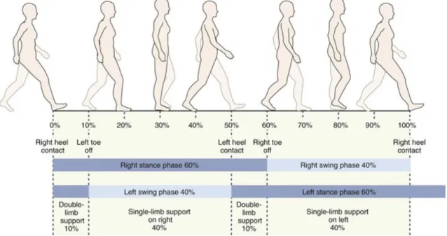 Figure 1.1 – Gait cycle [15].