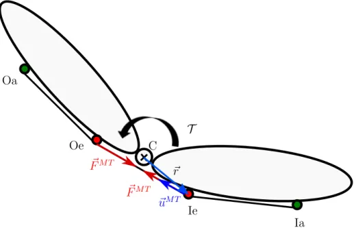 Figure 2.4 – Muscle path and line of action. O and I refer to origin and insertion, and the subscripts a and e denote actual and effective origin and insertion points, respectively.
