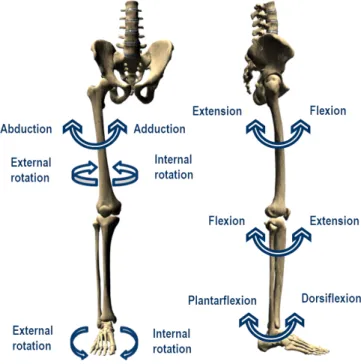 Figure 2.12 – Degrees of freedom considered as actuated by muscles at the leg.