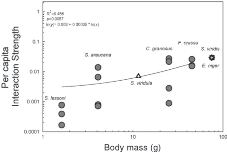 Fig. 2: Linear regression between magnitudes of per cápita effect, recorded through field experiments at the colonizing phase of intertidal succession, and body size (g) of molluscan herbivores: Siphonaria lessoni, Scurria araucana, Chiton granosus, Fissur