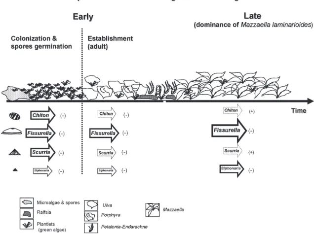 Fig. 1: Scheme of the relative participation of molluscan herbivores during early and late algae community succession in the mid-intertidal zone