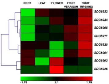 Fig. 6 Cluster analysis of selected grapevine SDG gene expression profiles during berry development