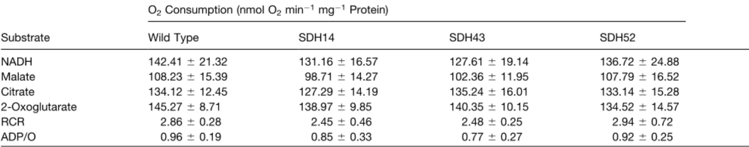 Table 1. Respiratory State 3 Activities of Mitochondria Isolated from Tomato Fruits from Wild-Type or Succinate Dehydrogenase Antisense Lines
