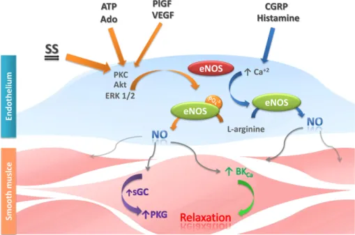 Fig. 2. Nitric oxide-dependent vasodilation in the placenta. Vasodilator effects of NO in placental vessels can be induced via; a) activation of protein kinases (i.e
