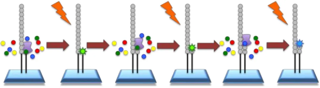 Figura  3.  Reacción  de  síntese  da  febra  complementaria  e  detección  de  fluoróforos  da  tecnoloxía de Illumina