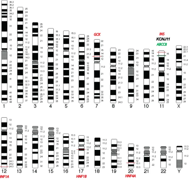 Figura  6.  Localización  cromosómica  aproximada  dos  sete  xenes  que  compoñen  o  panel  Multiplicom  MODY  MASTR™  para  estudo  de  diabetes  MODY