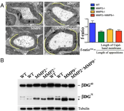 Figure 5. Deletion of MMP-2 and MMP-9 in mice results in smaller Cajal bands. This strains of MMP-2- and MMP-9-deficient mice (Bergers et al., 1998; Dubois et al., 1999) were in C57BL/6 background, and sciatic nerves at 8 months were analyzed by EM (A) and