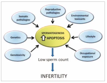 Figure 1. Factors affecting germ cell apoptosis in spermatogenesis.