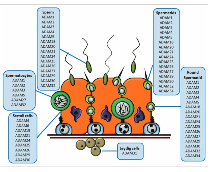 Figure 3. Schematic representation of ADAM metalloprotease distribution in the seminiferous epithelium