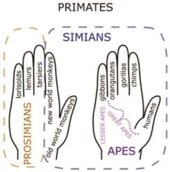 Fig. 2: Primate Hand Mnemonic 