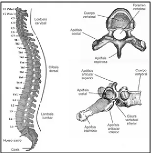 Figura 3.2: Estructura de la columna vertebral. Fuente: http://www.fondosmil.com/4- http://www.fondosmil.com/4-safe/La-columna-vertebral.jpg
