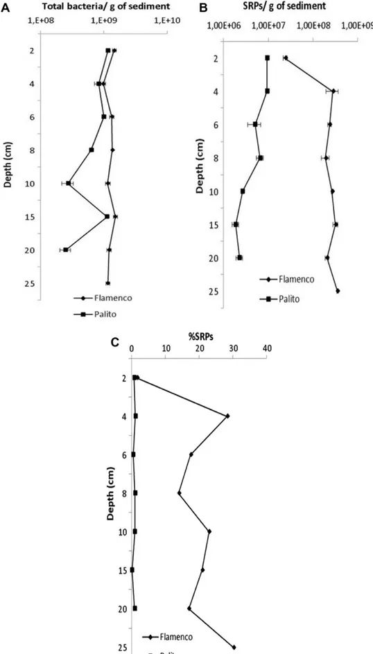 Fig. 2. Vertical distribution of the abundance of total bacteria and SRPs in the Palito and Flamenco sediments determined along the 25-cm cores depth