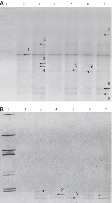 Fig. 3. Denaturing gradient gel electrophoresis of dsrB PCR products obtained of total DNA extracted from (A) Flamenco sediment, and (B) Palito sediment (lane 1: