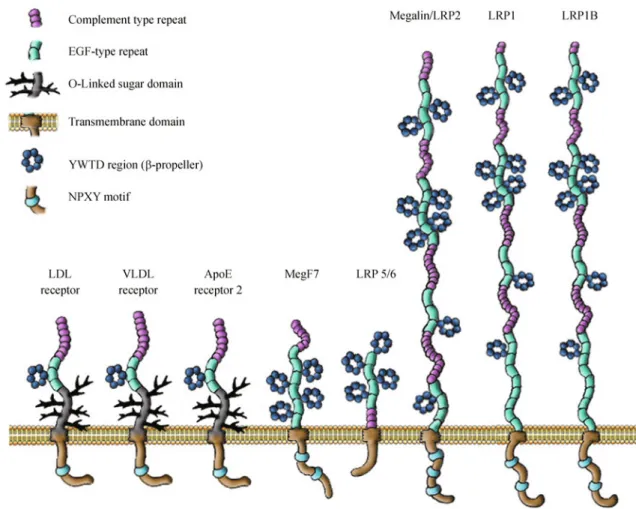 Figure 1 Schematic representation of members of the LDLR family. Members of the LDLR family share common structural motifs, including ligand binding repeats, epidermal growth factor repeats, YWTD spacer domains, a single transmembrane domain, and a short c