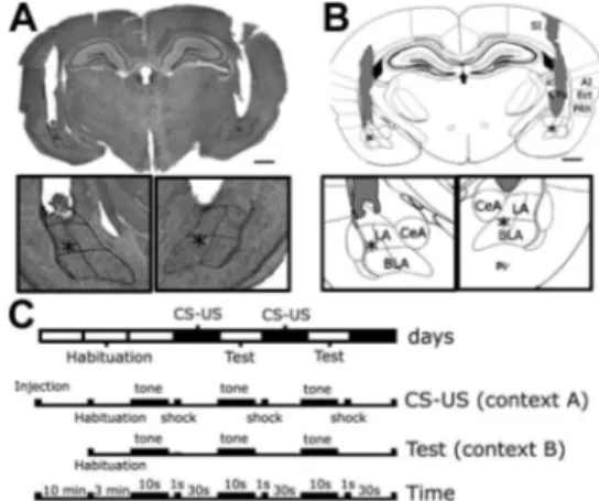 Figure 2. TAT-Cx43L2 microinfusions into the BLA and the fear conditioning paradigm used