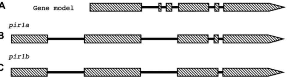 Fig. 3. Heterologous complementation of a GATA-type transcription factor from P. chrysosporium in N