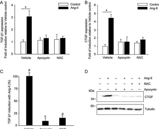 Fig. 2. Angiotensin II-induced TGF-␤1 and CTGF expression requires NOX-induced ROS in skeletal muscle cells