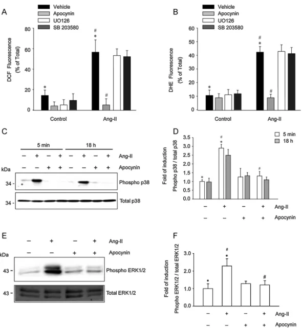 Fig. 4. p38MAPK phosphorylation induced by angiotensin II is dependent on NOX activity in skeletal muscle cells